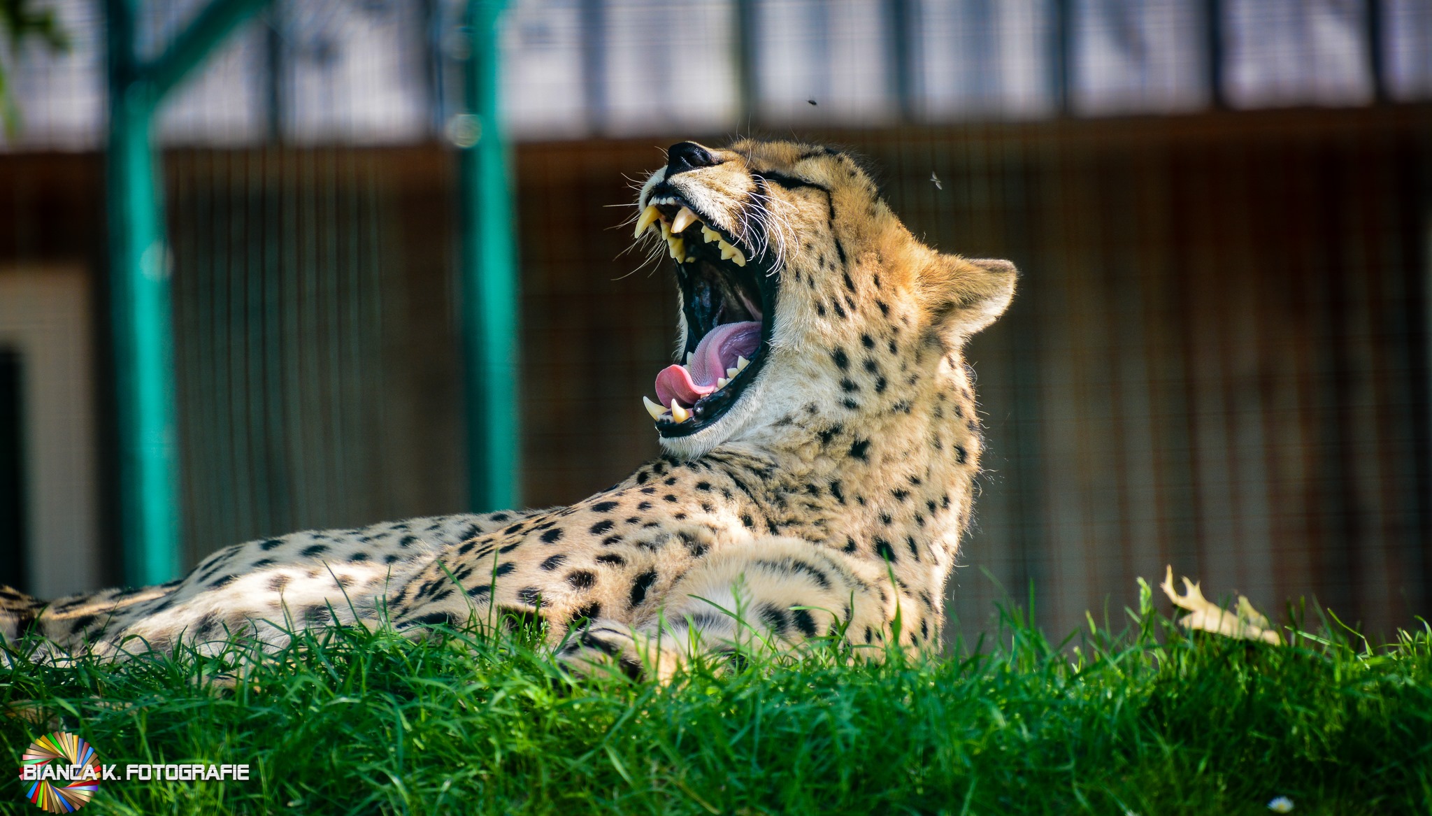 tierfotografie_aachen