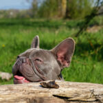 Hundefotograf aachen - französische Bulldogge Bilder