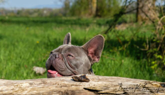 Hundefotograf aachen - französische Bulldogge Bilder