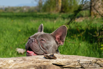 Hundefotograf aachen - französische Bulldogge Bilder