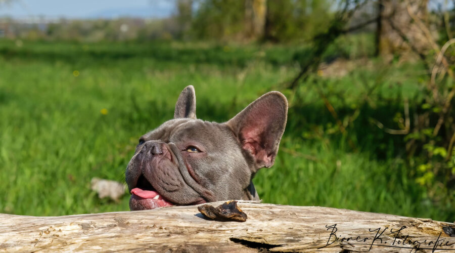 Hundefotograf aachen - französische Bulldogge Bilder