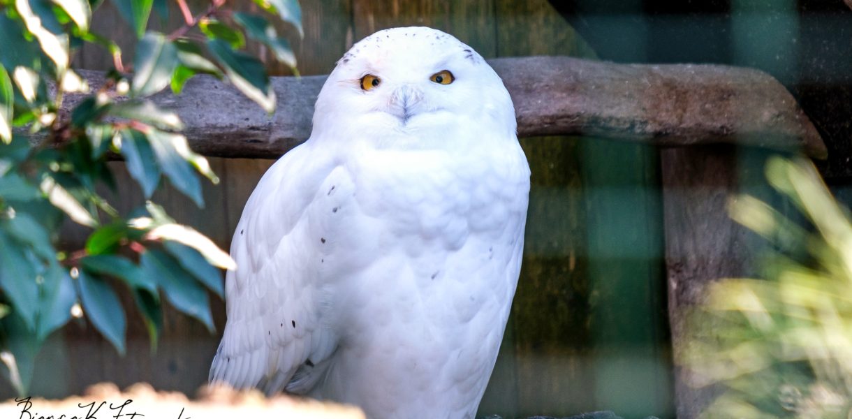 Eule vom Fotografen aus Stolberg