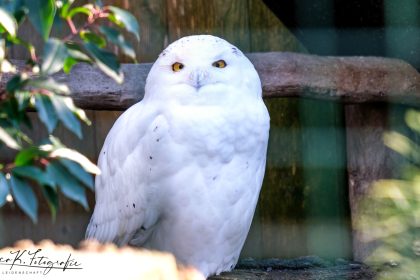 Eule vom Fotografen aus Stolberg